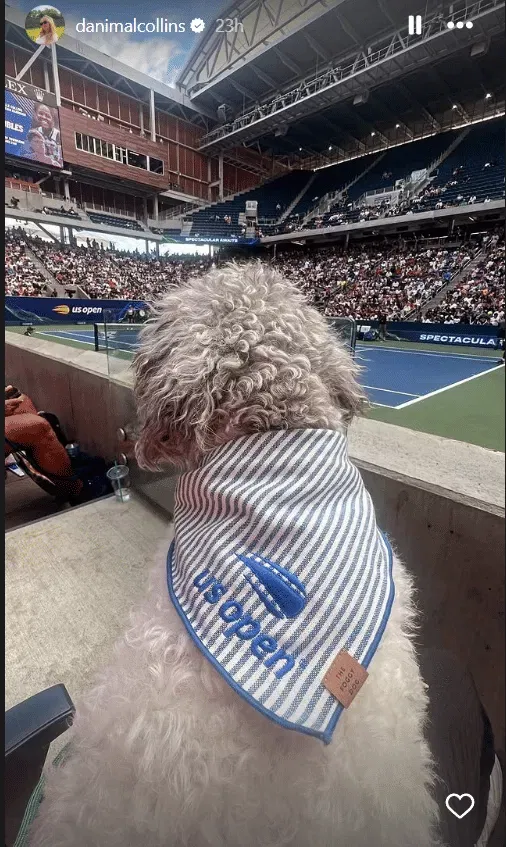 Danielle Collins' Dog Quincy